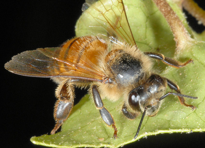 Messa a fuoco a distanza